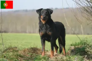 Read more about the article Hodowcy i szczenięta Beauceron w Portugalia