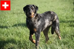 Read more about the article Hodowcy i szczenięta Beauceron w Szwajcaria