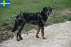 Read more about the article Hodowcy i szczenięta Beauceron w Szwecja