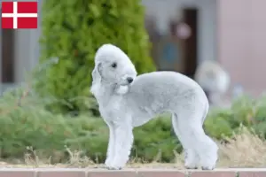 Read more about the article Hodowcy i szczenięta Bedlington terrier w Dania