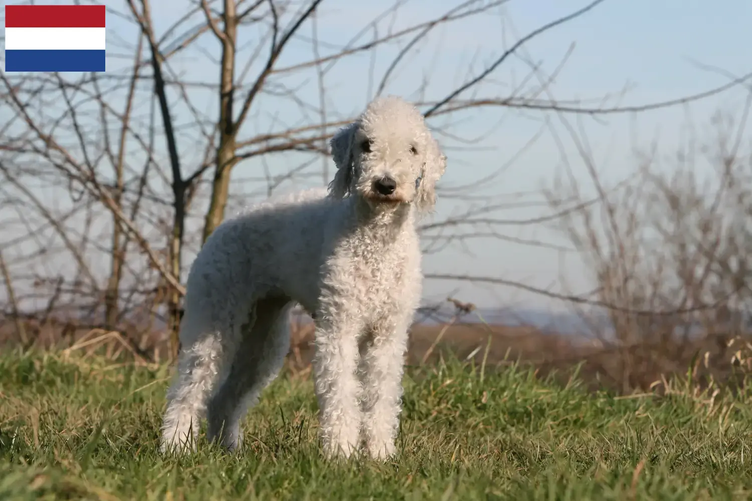 Bedlington terrier szczenięta i hodowcy Holandia Znajdź hodowców Bedlington terrierów w Holandia tutaj.