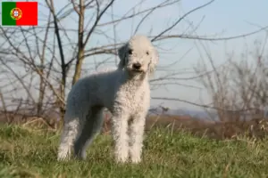 Read more about the article Hodowcy i szczenięta Bedlington terrier w Portugalia