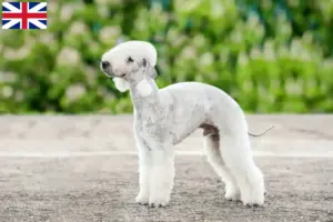 Read more about the article Hodowcy i szczenięta Bedlington terrier w Wielka Brytania
