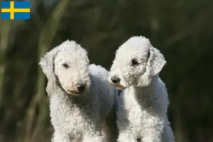 Read more about the article Hodowcy i szczenięta Bedlington terrier w Szwecja