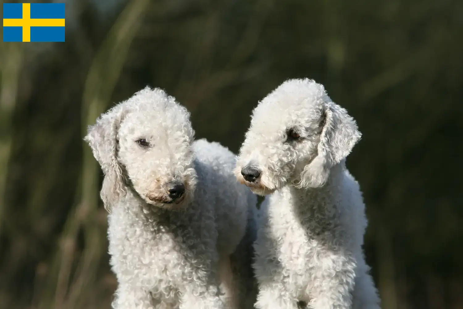 Read more about the article Hodowcy i szczenięta Bedlington terrier w Szwecja