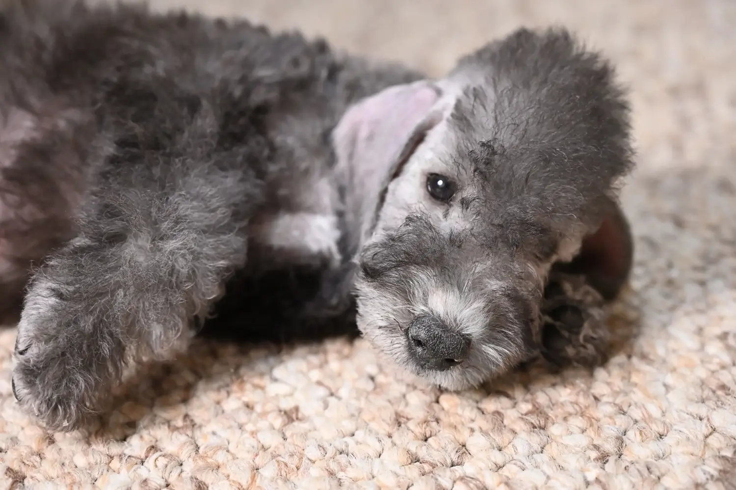 Kupno szczeniaka Bedlington Terriera oznacza wzięcie na siebie odpowiedzialności! Kup szczenięta Bedlington Terrier.