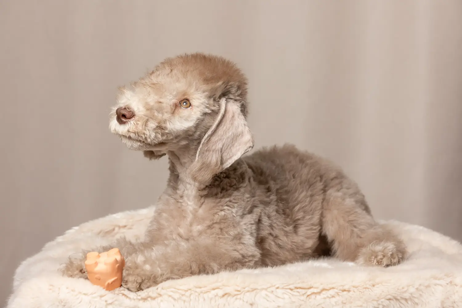 Kupno szczeniaka Bedlington Terriera oznacza wzięcie na siebie odpowiedzialności! Kup szczenięta Bedlington Terrier.