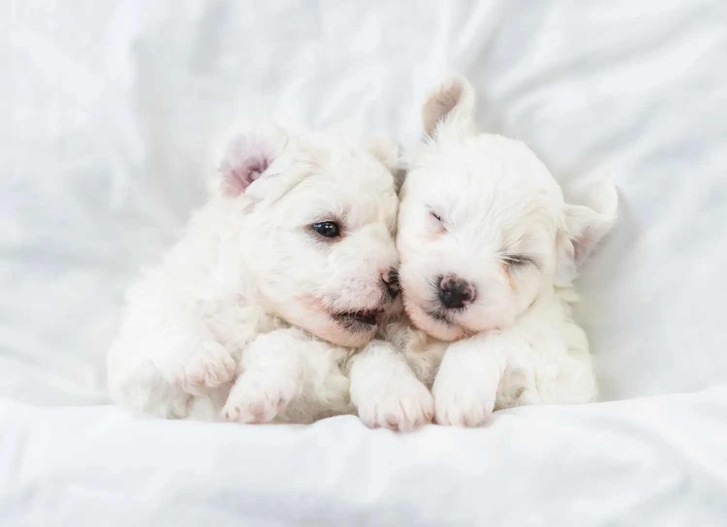 Zakup szczeniaka rasy Bichon Frisé oznacza wzięcie na siebie odpowiedzialności! Kup szczenięta Bichon Frisé.