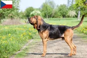 Read more about the article Hodowcy psów rasy Bloodhound i szczenięta w Czechy