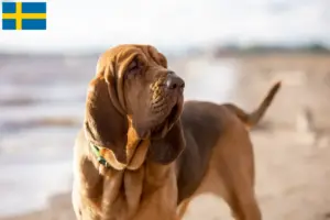 Read more about the article Hodowcy psów rasy Bloodhound i szczenięta w Szwecja