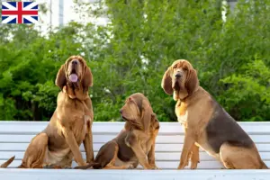 Read more about the article Hodowcy psów rasy Bloodhound i szczenięta w Wielka Brytania