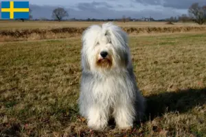 Read more about the article Hodowcy i szczenięta rasy bobtail w Szwecja