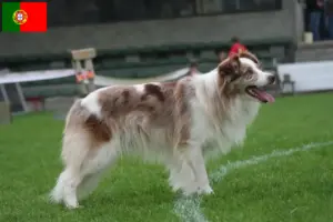 Read more about the article Border collie hodowcy i szczenięta w Portugalia