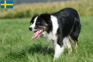 Read more about the article Hodowcy i szczenięta Border collie w Szwecja