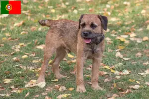 Read more about the article Border terrier hodowcy i szczenięta w Portugalia