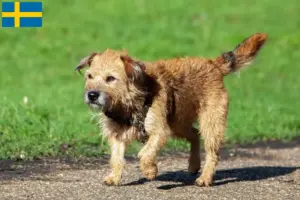 Read more about the article Hodowcy i szczenięta rasy Border terrier w Szwecja