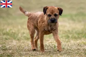 Read more about the article Border terrier hodowcy i szczenięta w Wielka Brytania