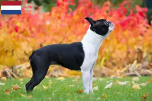 Read more about the article Hodowcy i szczenięta Boston terrier w Holandia