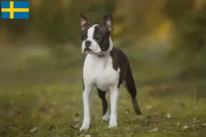 Read more about the article Hodowcy i szczenięta Boston terrier w Szwecja