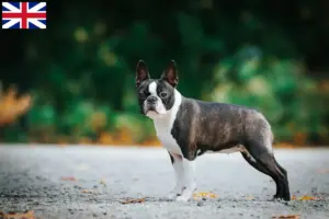 Read more about the article Hodowcy i szczenięta Boston terrier w Wielka Brytania