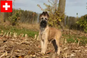 Read more about the article Hodowcy i szczenięta Bouvier des Ardennes w Szwajcaria