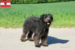 Read more about the article Hodowcy i szczenięta Bouvier des Flandres w Austria