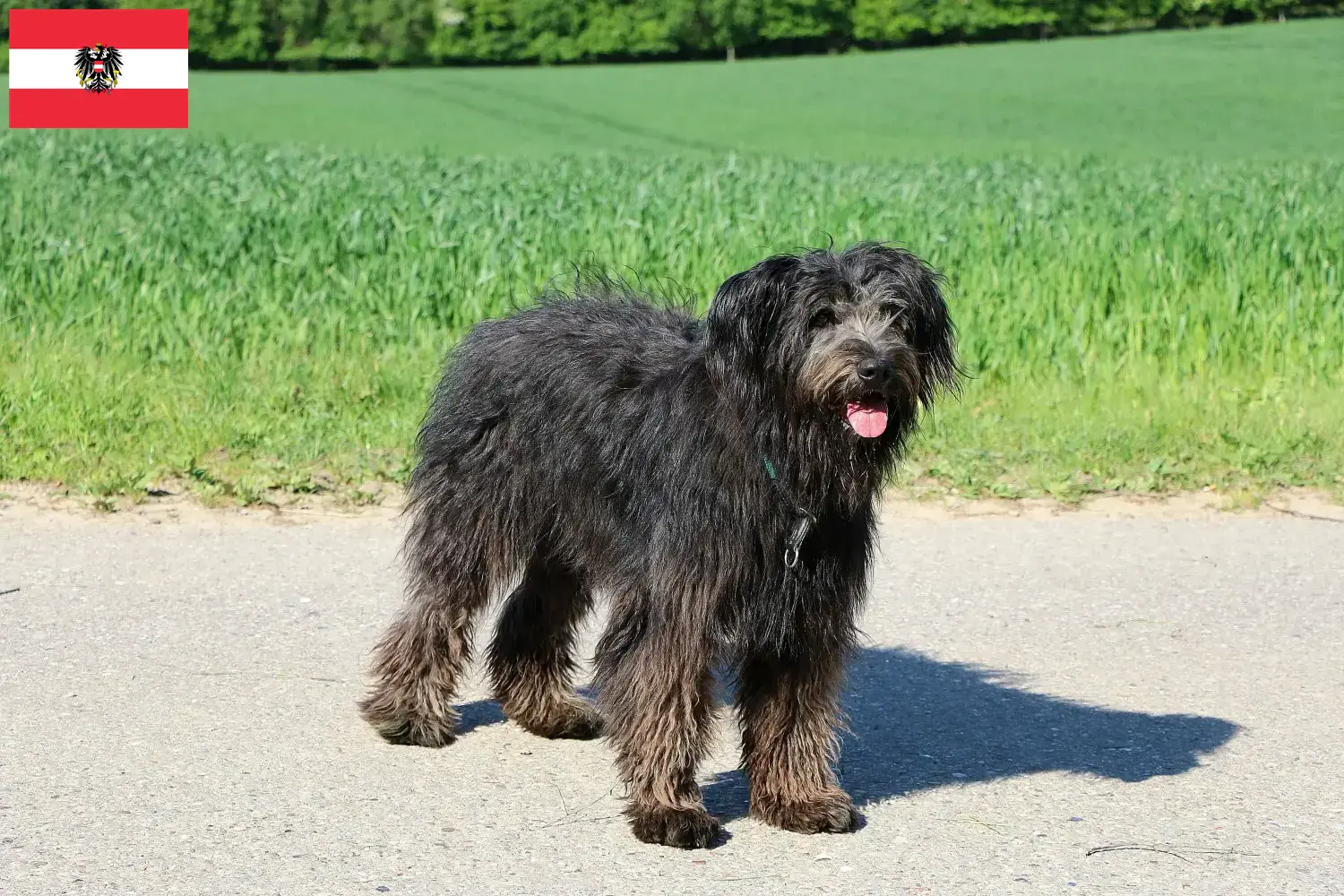 Read more about the article Hodowcy i szczenięta Bouvier des Flandres w Austria