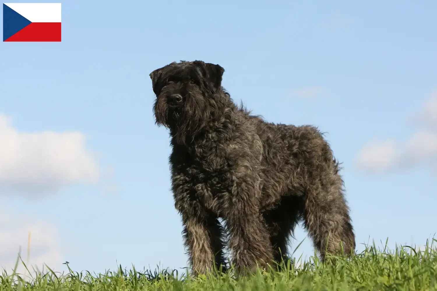 Bouvier des Flandres szczenięta i hodowcy Czechy Tutaj znajdziesz hodowców rasy Bouvier des Flandres w Czechy.