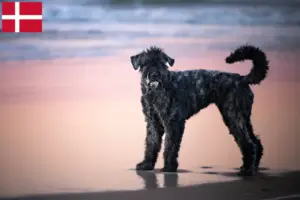 Read more about the article Hodowcy i szczenięta bouvier des flandres w Dania