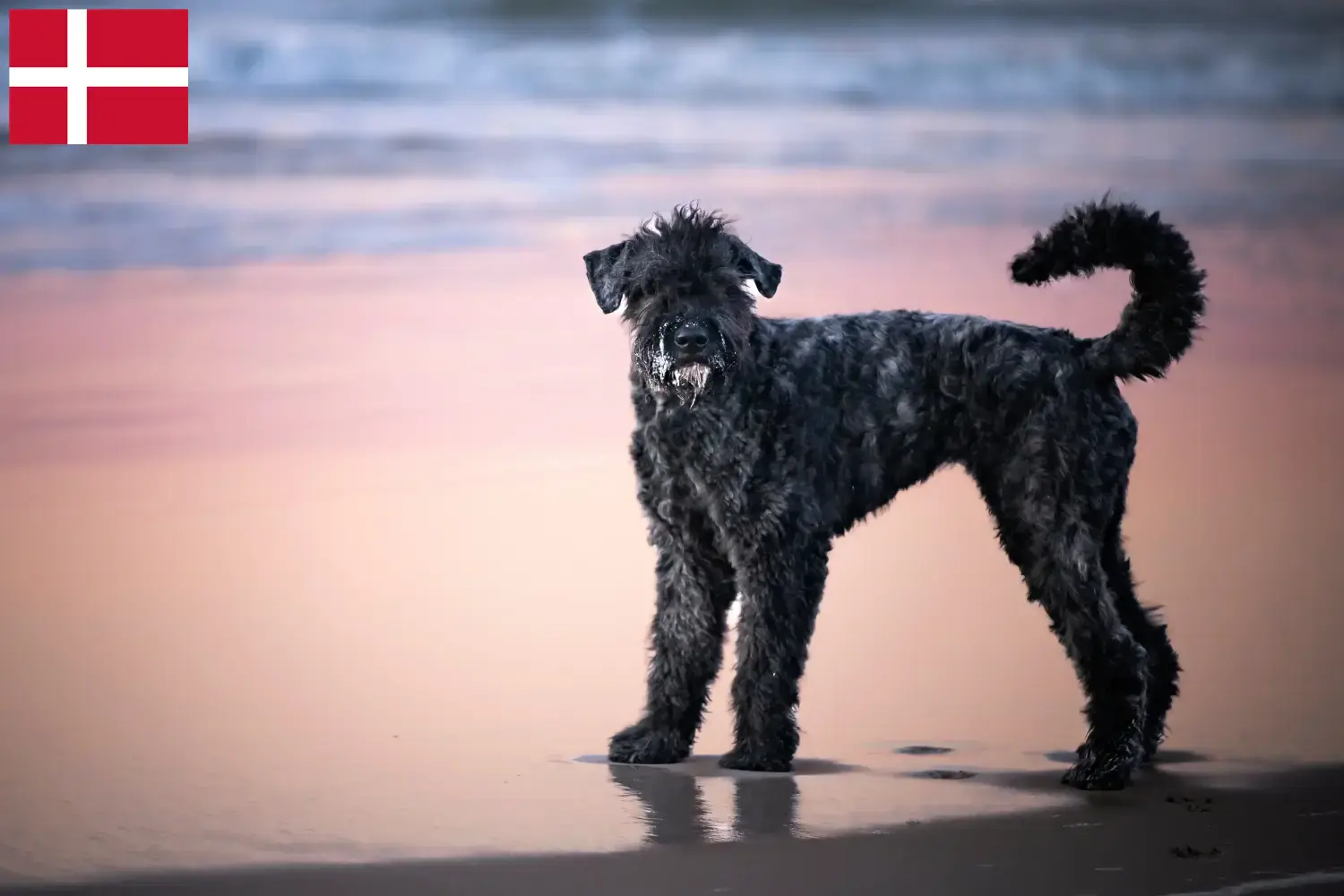 Bouvier des Flandres szczenięta i hodowcy Dania Tutaj znajdziesz hodowców rasy Bouvier des Flandres w Dania.