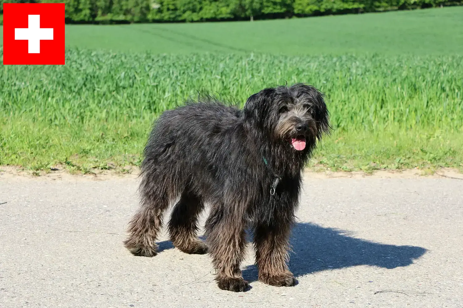 Bouvier des Flandres szczenięta i hodowcy Szwajcaria Tutaj znajdziesz hodowców rasy Bouvier des Flandres w Szwajcaria.
