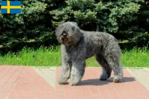 Read more about the article Hodowcy i szczenięta Bouvier des Flandres w Szwecja