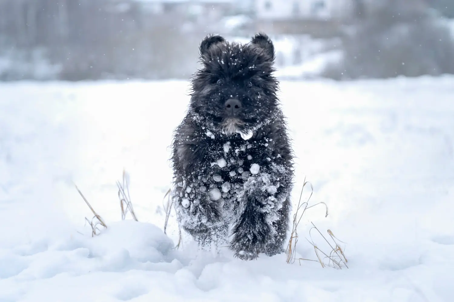 Kupno szczeniaka rasy Bouvier des Flandres oznacza wzięcie na siebie odpowiedzialności! Kup szczenięta Bouvier des Flandres.