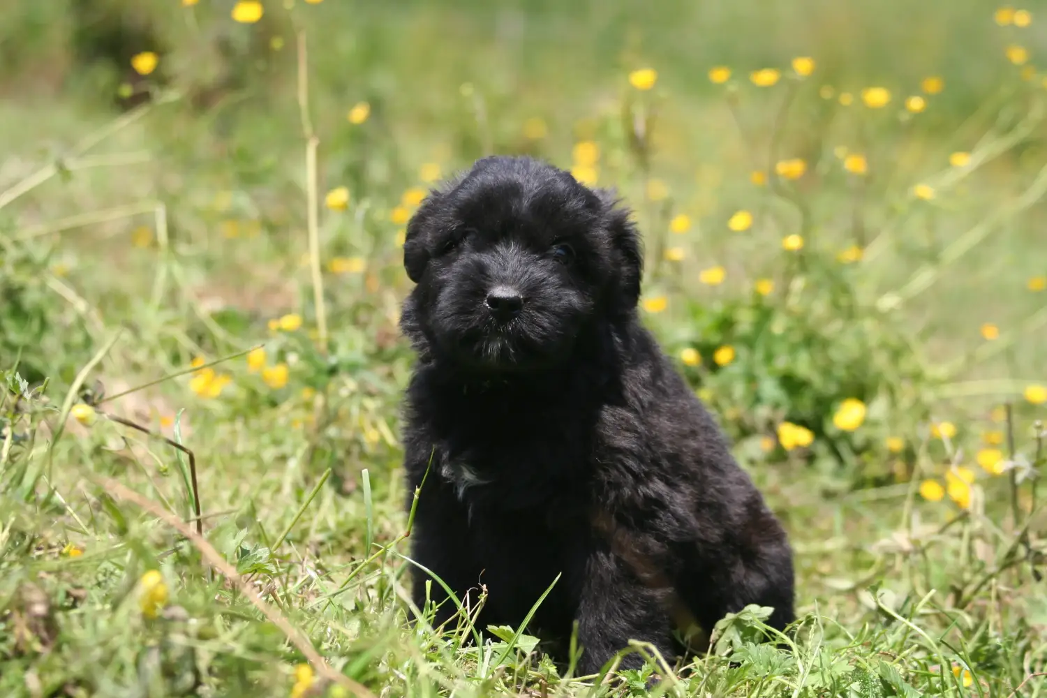 Kupno szczeniaka rasy Bouvier des Flandres oznacza wzięcie na siebie odpowiedzialności! Kup szczenięta Bouvier des Flandres.