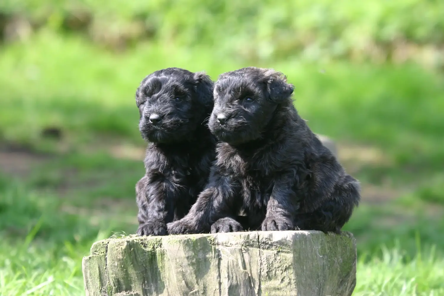 Kupno szczeniaka rasy Bouvier des Flandres oznacza wzięcie na siebie odpowiedzialności! Kup szczenięta Bouvier des Flandres.
