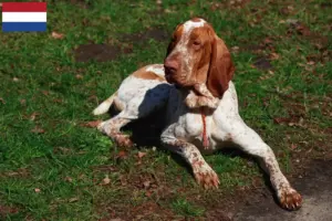 Read more about the article Hodowcy i szczenięta Bracco Italiano w Holandia