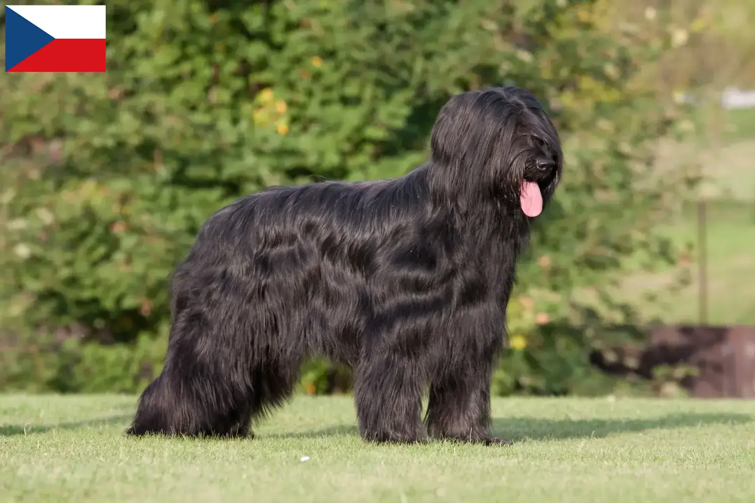 Briard szczenięta i hodowcy Czechy Tutaj znajdziesz hodowców rasy Briard w Czechy.