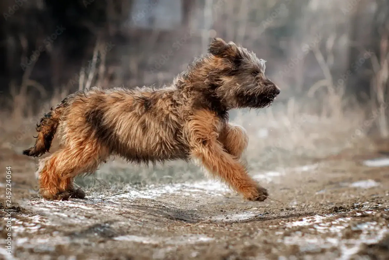 Zakup szczeniaka rasy Briard oznacza wzięcie na siebie odpowiedzialności! Kup szczenięta rasy Briard.