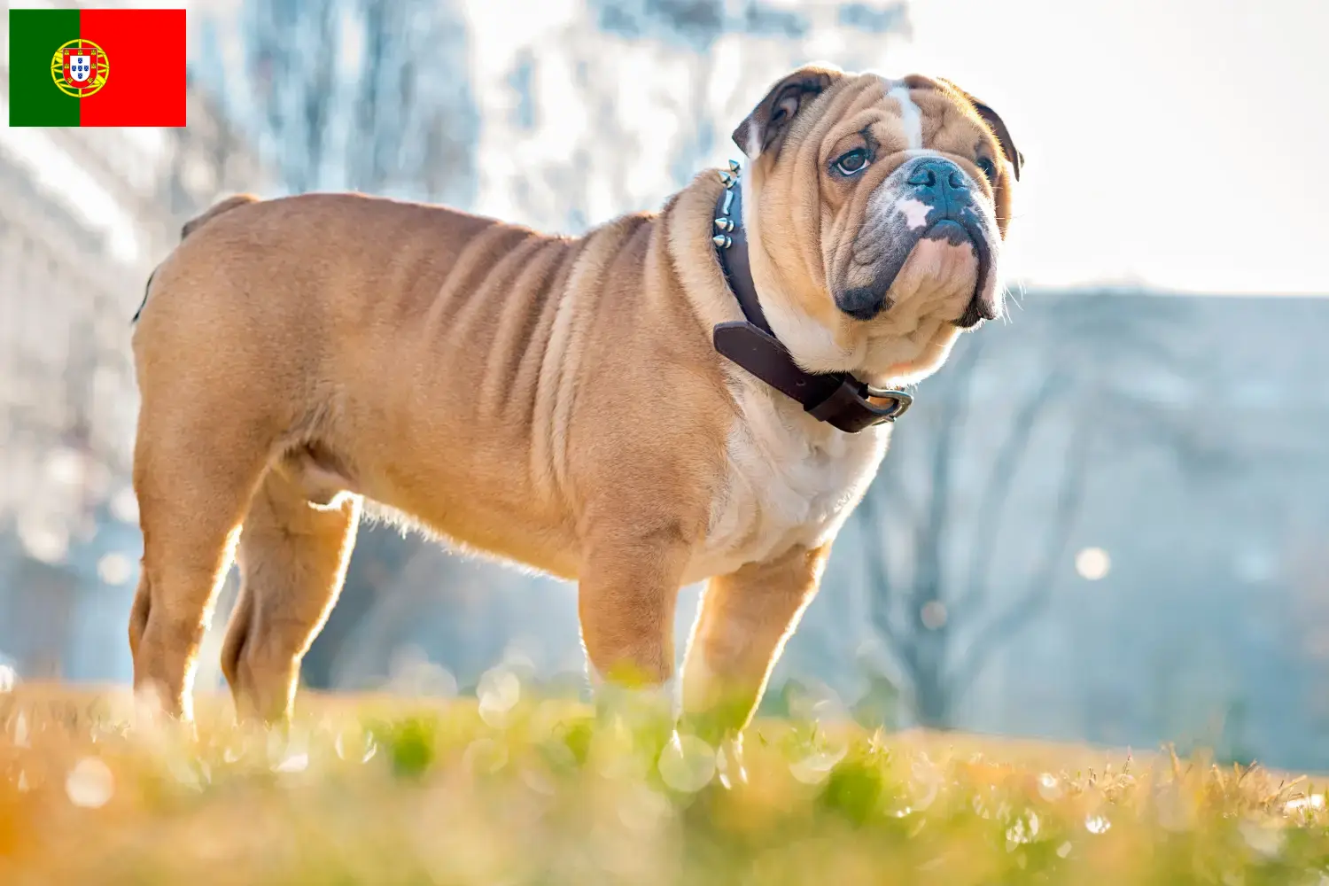 Buldog angielski szczenięta i hodowcy Portugalia Znajdź tutaj hodowców rasy Buldog angielski w Portugalia.