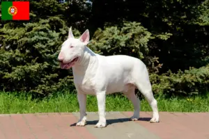 Read more about the article Hodowcy i szczenięta bull terrier w Portugalia