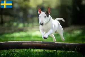 Read more about the article Hodowcy i szczenięta bull terrier w Szwecja
