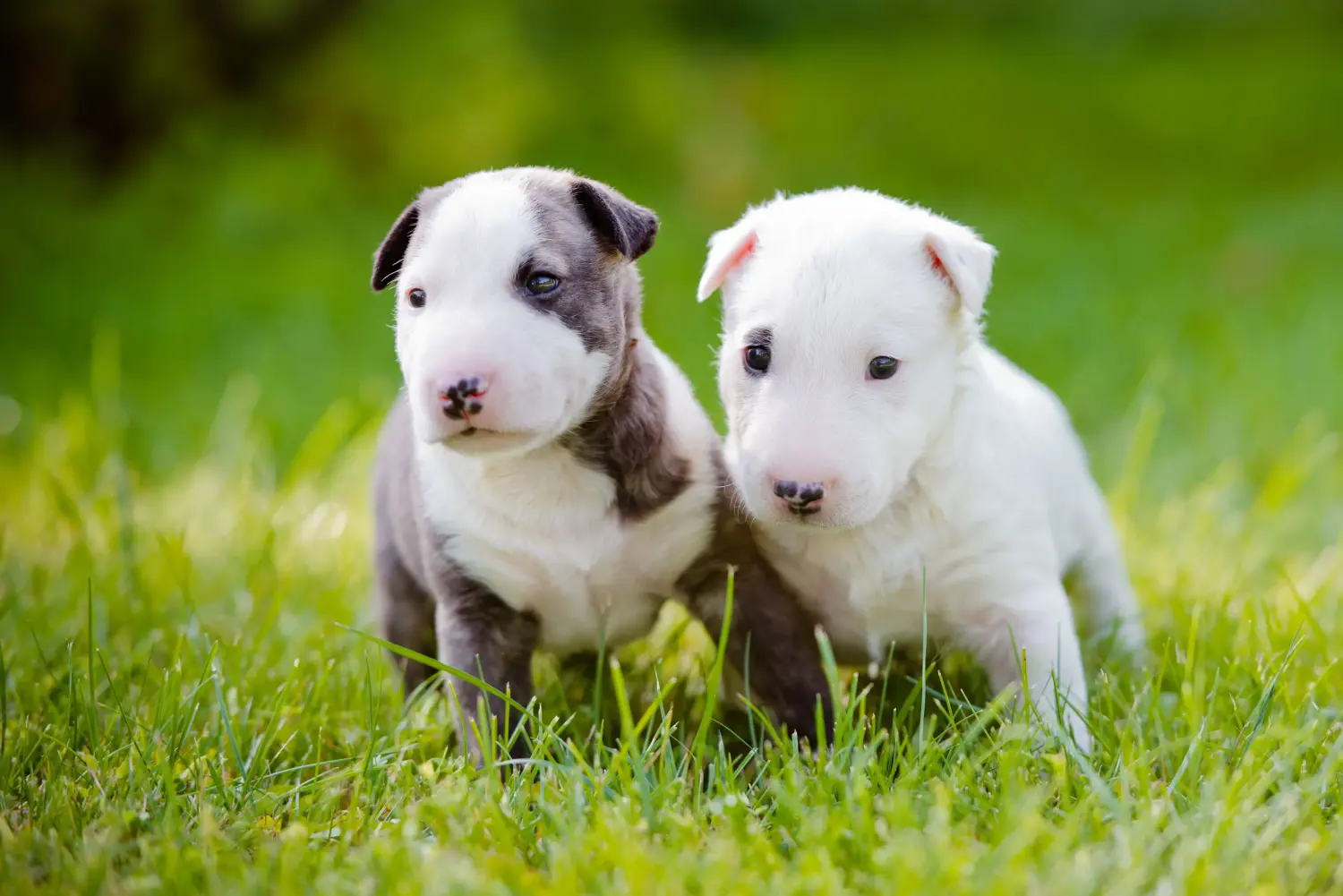 Kupno szczeniaka bull teriera oznacza wzięcie na siebie odpowiedzialności! Kup szczenięta Bull Terrier.