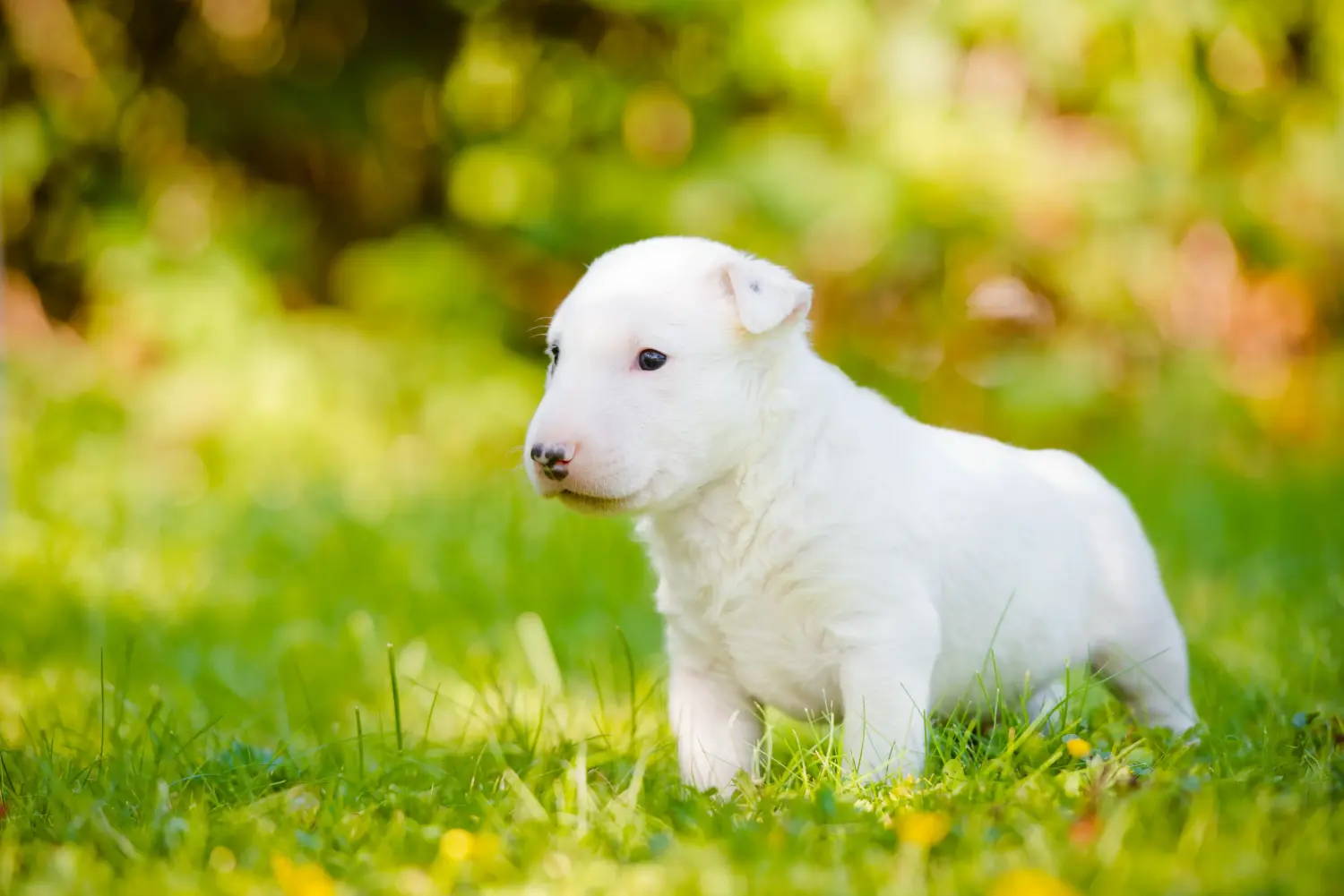 Kupno szczeniaka bull teriera oznacza wzięcie na siebie odpowiedzialności! Kup szczenięta Bull Terrier.