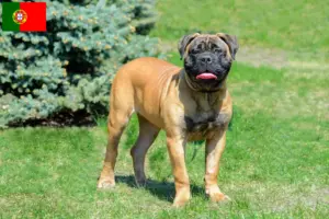 Read more about the article Hodowcy i szczenięta bullmastiff w Portugalia