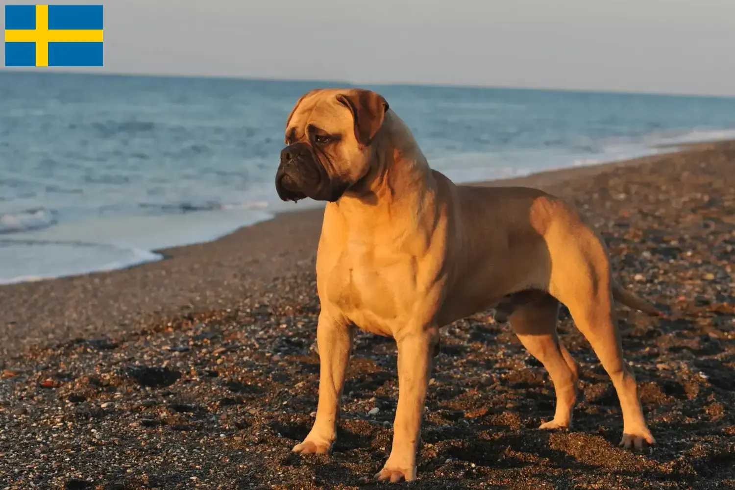 Read more about the article Hodowcy i szczenięta bullmastiff w Szwecja