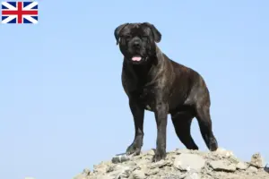 Read more about the article Hodowcy i szczenięta bullmastiff w Wielka Brytania