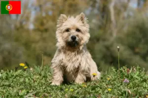 Read more about the article Hodowcy i szczenięta Cairn terrier w Portugalia