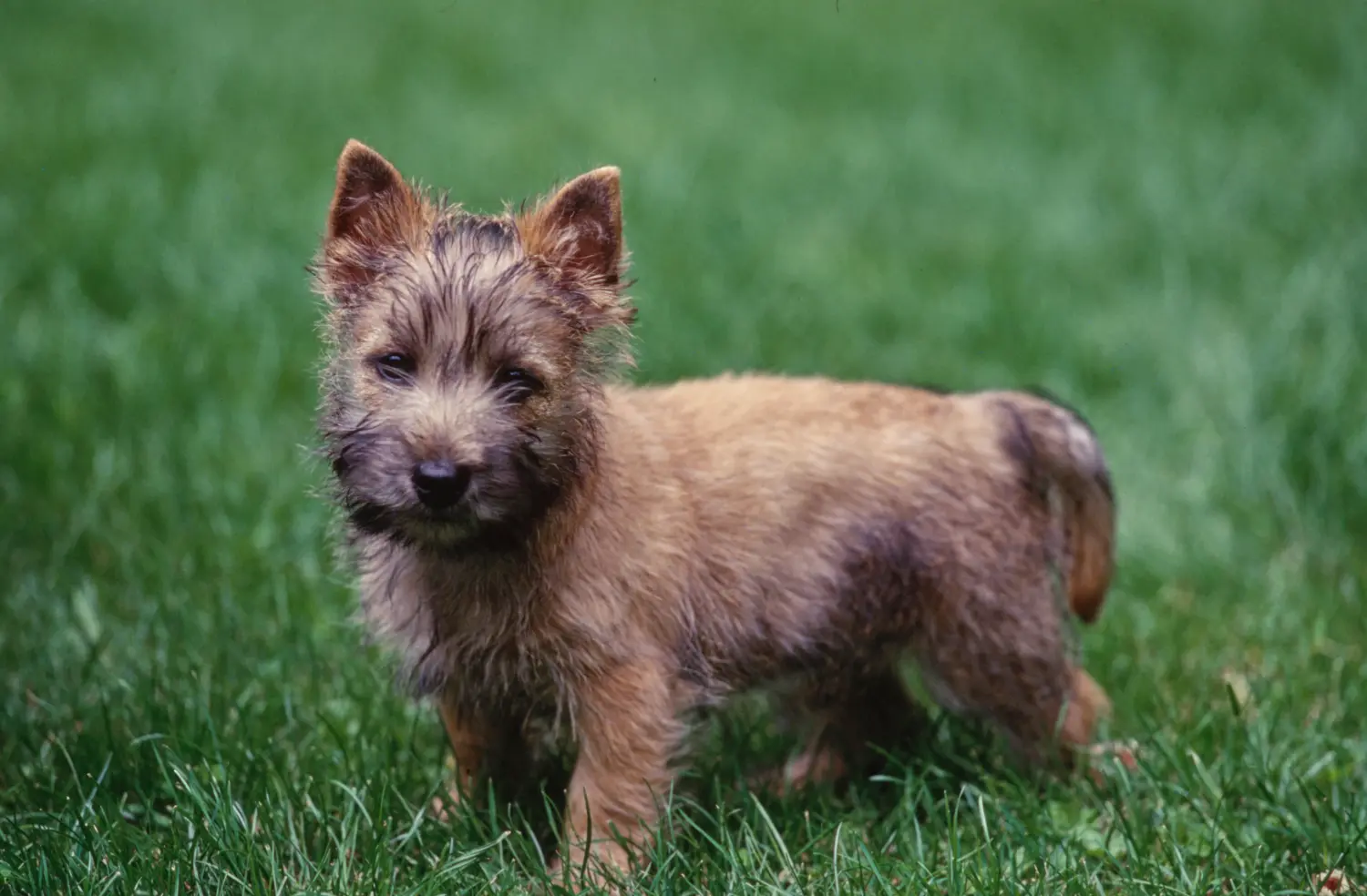 Kupno szczeniaka Cairn Terriera oznacza wzięcie na siebie odpowiedzialności! Kup szczenięta Cairn Terrier.