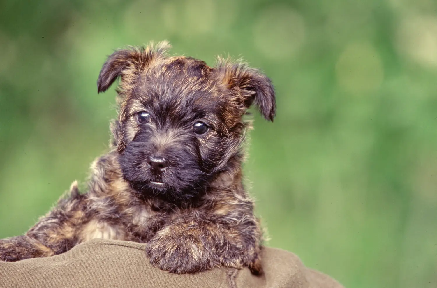 Kupno szczeniaka Cairn Terriera oznacza wzięcie na siebie odpowiedzialności! Kup szczenięta Cairn Terrier.