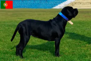 Read more about the article Cane corso włoski hodowcy i szczenięta w Portugalia